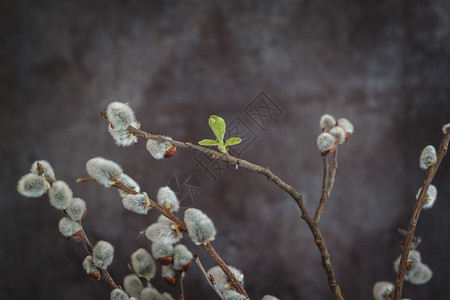 花枝柳树在黑暗背景下 柳树猫的花枝 天 四月 植物 复活节背景