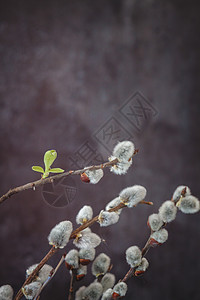 花枝柳树在黑暗背景下 柳树猫的花枝 枝条 生长 绽放 天背景