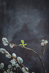 花枝柳树在黑暗背景下 柳树猫的花枝 海豹 植物 户外背景