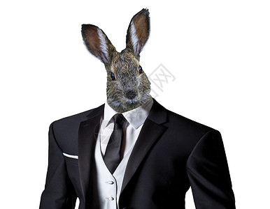 穿西装的兔子穿着西装 孤立在白色背景上 东边庆祝概念的风趣复活兔子背景