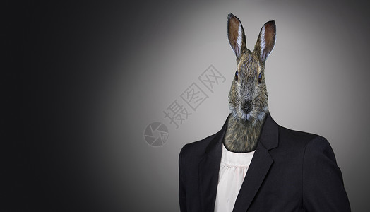 穿西装的兔子穿着西装 复活节假期概念的有趣的东方兔子背景