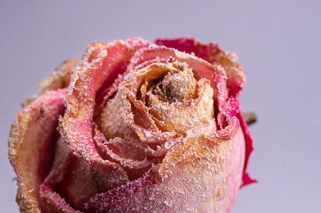 小粉红玫瑰干燥 白灰背景的人造雪 近视 纳图尔月光 浪漫的 花瓣背景图片