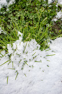 冬天绿草上白雪 冰 白色的 季节 圣诞节 新鲜的 闪亮的 冰冷的背景图片