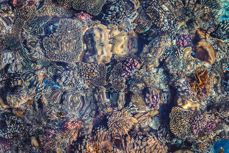 埃及红海的鲜白珊瑚礁与多彩鱼类相伴 浮潜 天堂图片