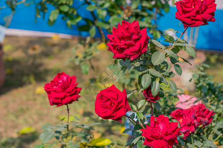 玫瑰锦葵玫瑰是蔷薇科蔷薇属的多年生木本开花植物 具有灌木状尖刺 春暖花开 冬暖夏凉 流行的花园花束 爱情友谊的象征背景