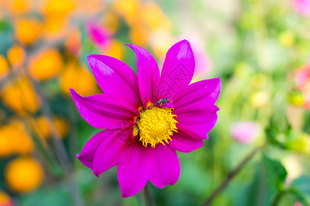 是一杯形成香草的太阳爱植物Blooms在春初至夏末生长于美国墨西哥亚利桑那州亚利桑那 危地马拉哥斯大黎加 枝条 植物园背景图片