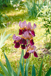 花园里的一朵花鸢尾公鸡紫色-深红色-粉红色图片