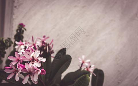 桔色花朵边框优雅柔和的粉红色樱桃樱花花背景 情人节背景和结婚卡的粉红色花朵隔离边框和复古色框架 文本的复制空间空间背景