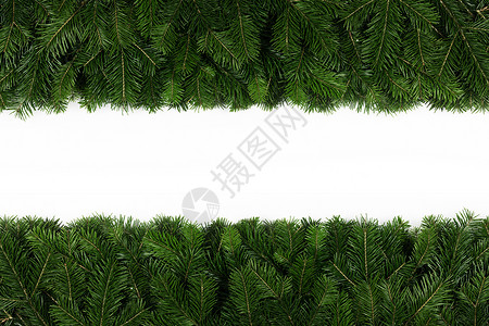 在惠特的冷杉树分支框架 装饰品 节 植物 绿色的背景图片