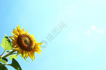 蓝天前的向日葵 晴天 葵花籽 充满活力的 夏令时 夏天的感觉 阳光 花粉背景图片