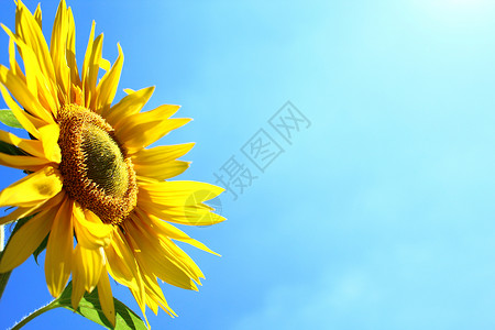蓝天前的向日葵 种子 阳光 太阳 葵花籽 夏天的感觉 漂亮的背景图片