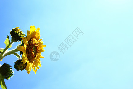 蓝天前的向日葵 夏令时 开花 乡村的 黄色的背景图片