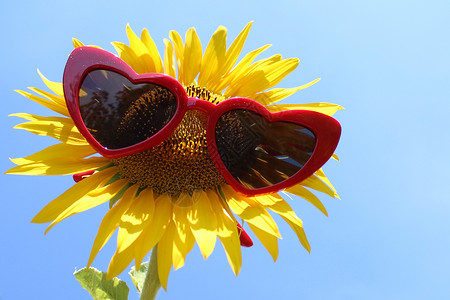 带墨镜的向日葵 向日葵田 自然 心 假期夏天 晴天背景图片