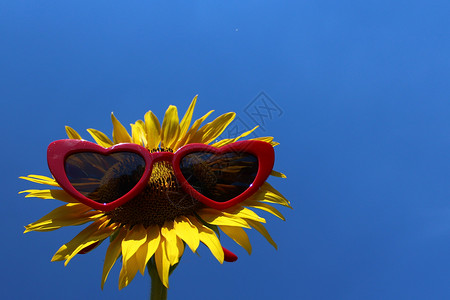 带墨镜的向日葵 晴天 有趣的花 葵花籽 问候卡 花 蓝天背景图片