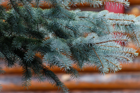 圣诞树枝的背景 松果 松树 边界 锥体 云杉 森林图片