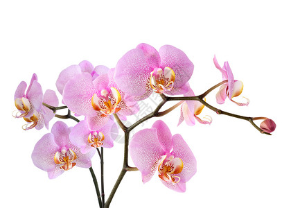 紫兰白兰花 培育 开花 前夕 自然 盛开 园艺 花瓣 生态背景图片
