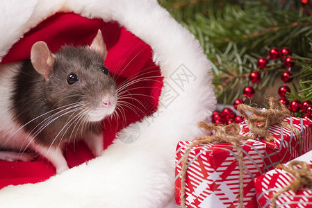 一只毛茸茸的小老鼠坐在节日礼品盒里 动物身上的圣诞帽圣诞老人 一只灰色的小老鼠坐在圣诞老人的帽子里 旁边是装有礼物的盒子 新年的背景图片