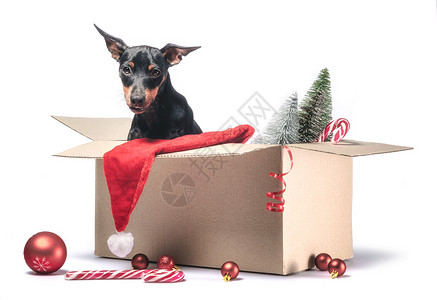 迷你小狗和卡头猪的圣诞装饰品图片