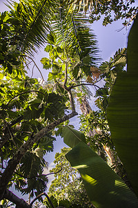 丛林2个位于以下2层的热带树背景
