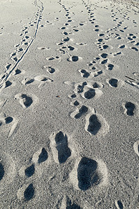 沙滩上有许多脚印 打印 旅行 海滨 烙印图片