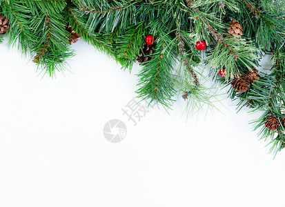 圣诞树长青树白本底的树枝背景图片
