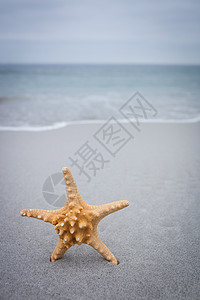 沙上海星 假期 海洋 晴天 鱼 支撑 夏天 海岸线 波浪背景图片