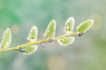 春底的阴柳假日 春初背景 芽 花粉 假期 植物学高清图片