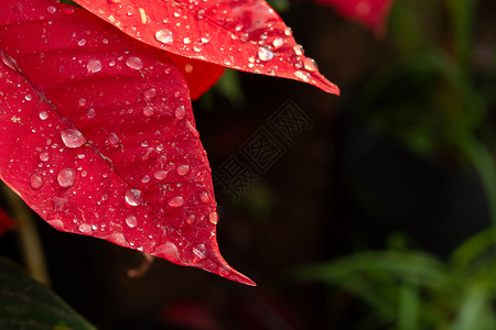 红色一品红花 大戟属与露滴 水滴 开花 植物背景图片