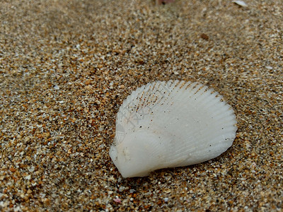 贝壳在沙滩上 适用于框架 报价和其他项目 水 鱼图片