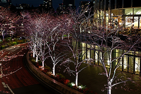 夜里在日本街的红樱樱花花 浪漫的 市中心 路背景图片