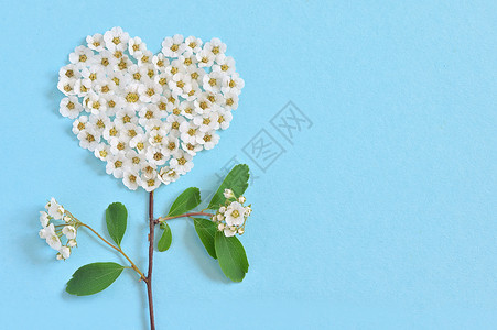 白色的斯皮拉亚花朵 在心脏形状 广州 爱 花圈高清图片