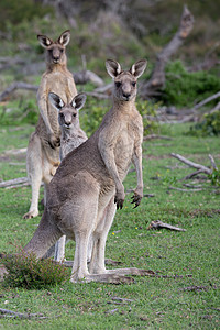 澳大利亚灌木林地的3个袋鼠图片