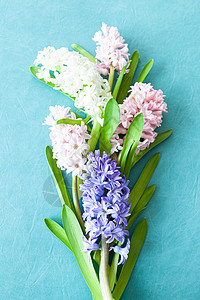 新鲜鲜花 花朵 风信子花 生日 母亲节 复活节假期 春天 情人节背景图片