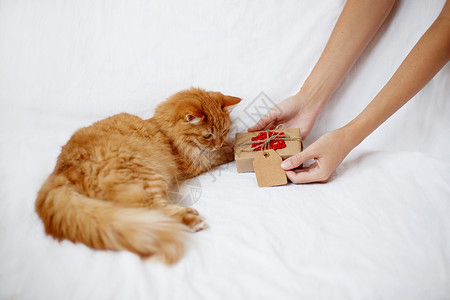 奶粉包装素材金吉儿猫好奇地看手工艺纸上的礼物 配着编织的红雪花 她喜欢吃奶粉和甜点背景