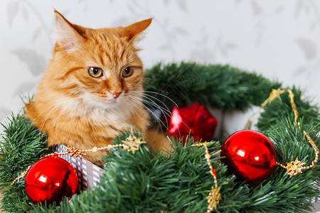 金吉儿猫躺在盒子里 装着圣诞和新年的装饰品 毛绒宠物在那里睡觉 圣诞节 哺乳动物背景图片