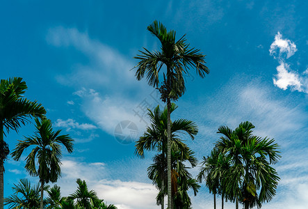 红碱淖Areca 坚果棕榈 蓝红的Betel 坚果棕榈树 叶子 树叶背景