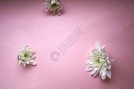 粉红背景的菊花 彩色背景 摄影 开花 紫色的 自然 植物图片