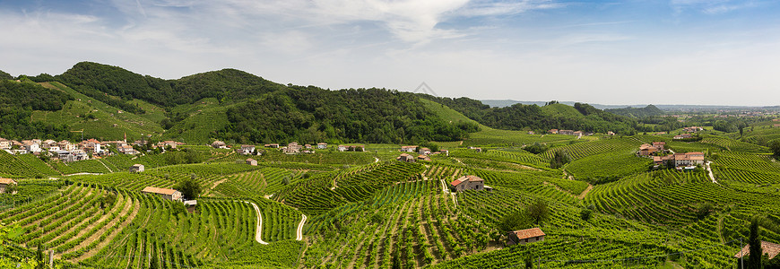普罗赛克周围葡萄园县全景 农民 假期 意大利语 草地 瓶子 种植园背景