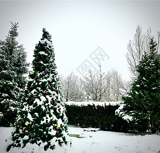 圣诞树脱氧并被雪覆盖背景图片