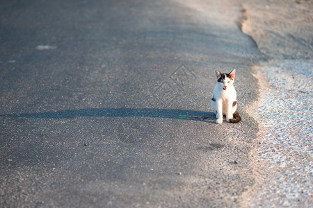 Tricolor 流浪猫在希腊的路上高清图片