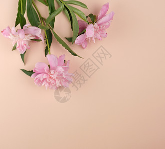 桃花背景上盛开的粉色牡丹花蕾 empty spac背景图片