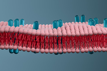 糖脂细胞膜和生物学 生物概念 3D感应 健康背景