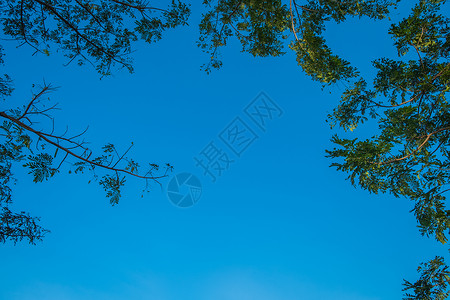 在树荫和蓝天之下图片