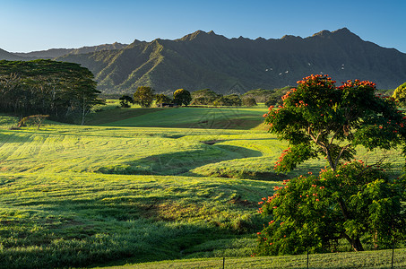 卡瓦伊的侏罗纪花园岛地貌辉煌 可爱岛 夏威夷 树木高清图片