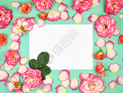 空白纸和粉红玫瑰花蕾图片