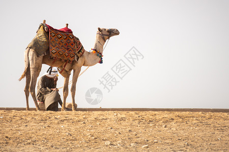 埃及开罗沙漠中骑骆驼 旅游 动物 吉萨 古老的 天空图片