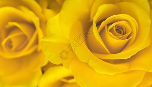 柔和焦点中的天然黄玫瑰甜色背景图片