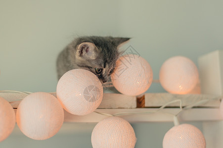 每只猫都有魔法灰色可爱的小猫 有童话灯光 哺乳动物 家 庆典 猫咪背景