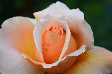 紧贴美丽的橙色玫瑰花朵 礼物 玫瑰图案 开花 婚礼图片
