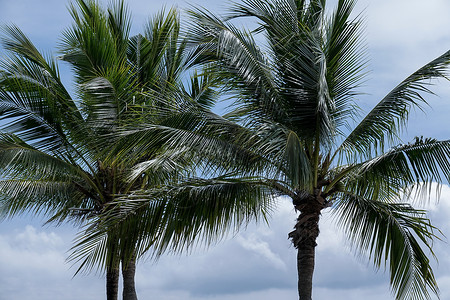 风边椰椰子棕榈树图片